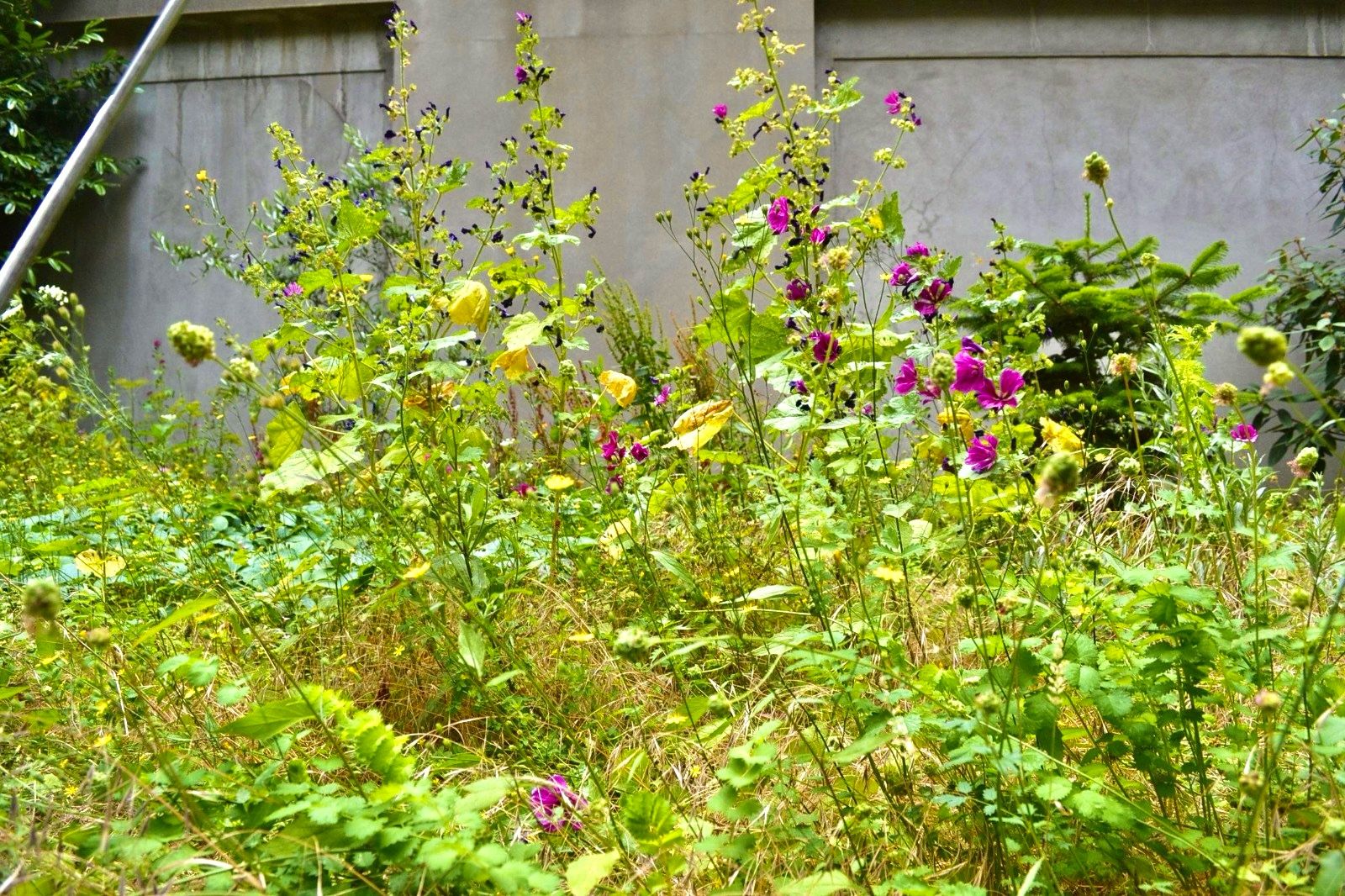 photographie de plantes sauvages avec des fleurs violettes, sur la dalle du Front de Seine